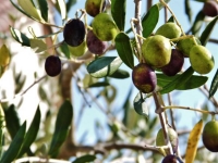Olivenöle- gesunder Schönmacher